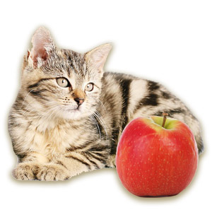 猫エイズの誤解を解くカギ！保護猫カフェネコリパブリックが取り組む『りんご猫』とはなんのこと？