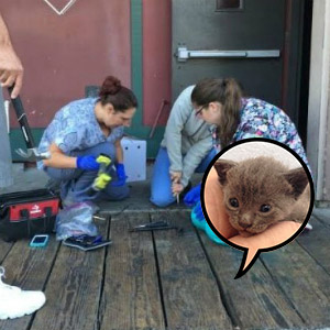 【海外】側溝に落ちてしまった５匹の子猫・・・通りすがりの人々と獣医さんによる奇跡の救出劇！
