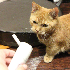 「マタタビ果実エキス配合」の 「MEOMEOハンドクリーム」で 猫ちゃんにモテるか検証しました！
