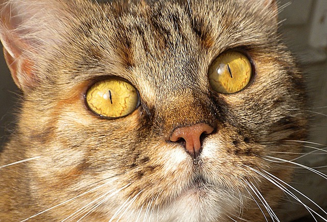 猫　瞳孔　縦　細い