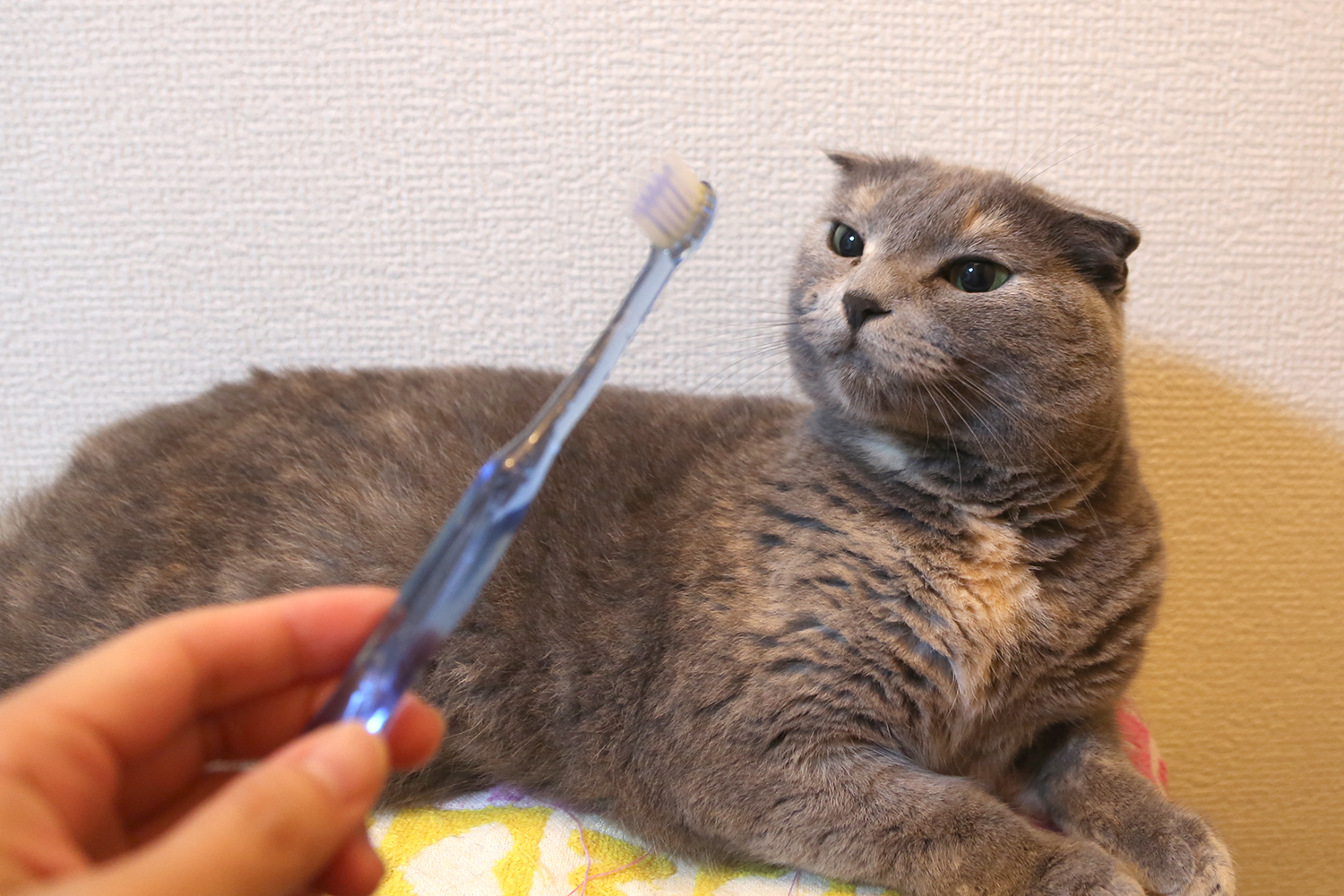 猫　歯磨き　しつけ