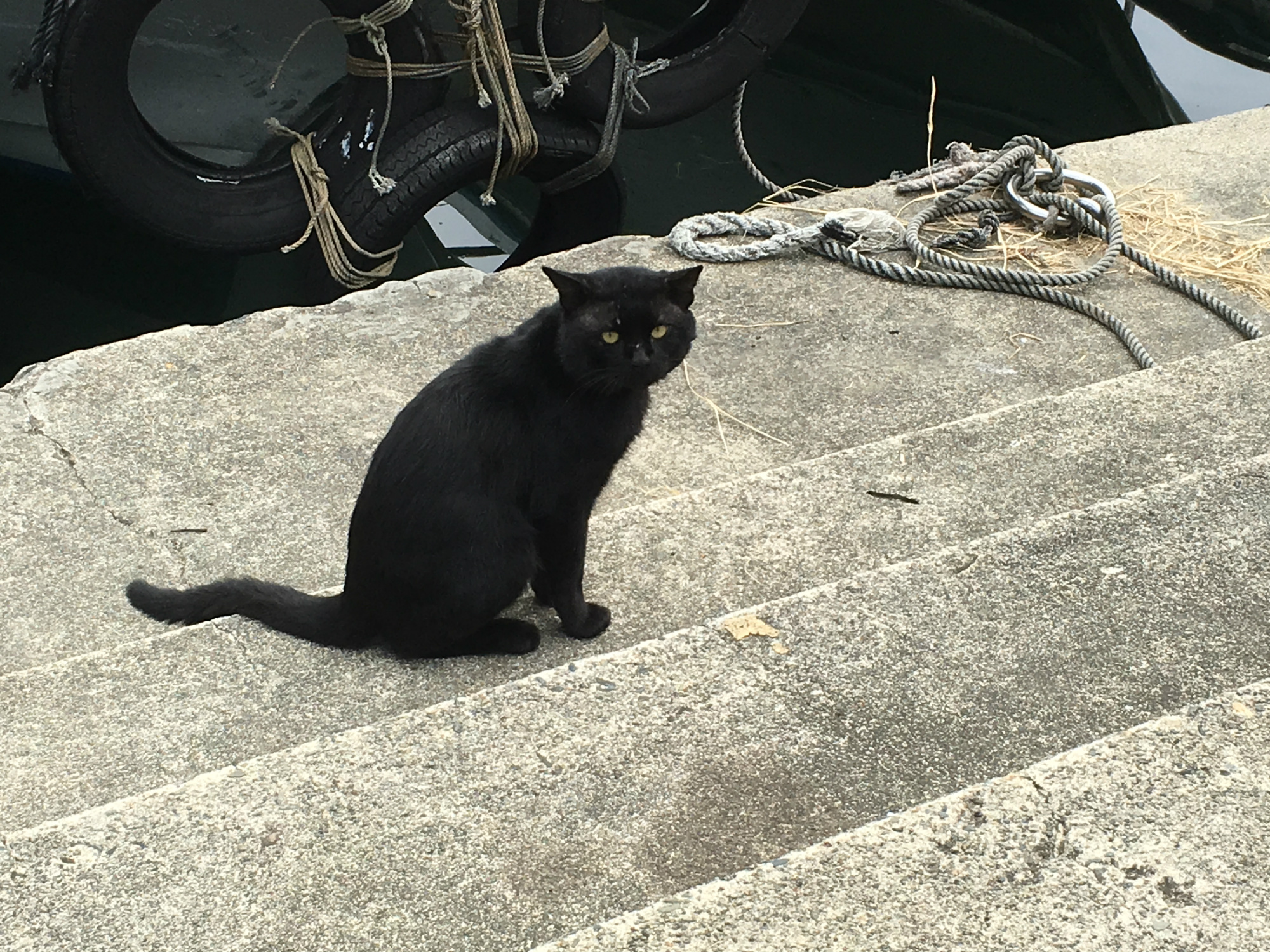 レポ 猫を探しに沖島へ 琵琶湖の 猫島 の猫に会いに行く 猫の総合情報サイト ペットスマイルニュースforネコちゃん