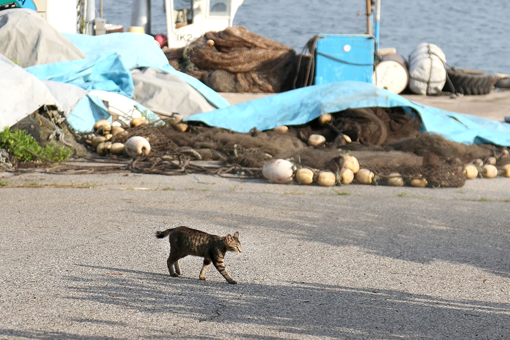 漁港を歩く猫