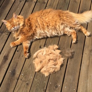 年に２回のふわふわ祭り「猫の換毛期」はいつまで？期間や対処法を詳しく知って乗り切ろう！