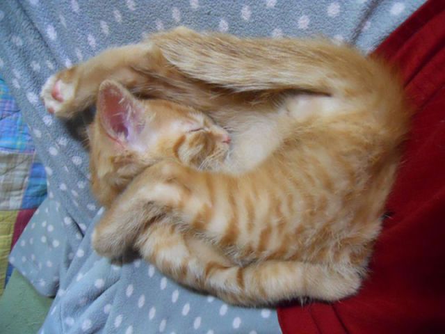 愛猫のベストショット フォトコンテスト 海外のおもしろかわいい画像に学ぶ ベストショットの撮り方 猫の総合情報サイト ペットスマイルニュースforネコ ちゃん