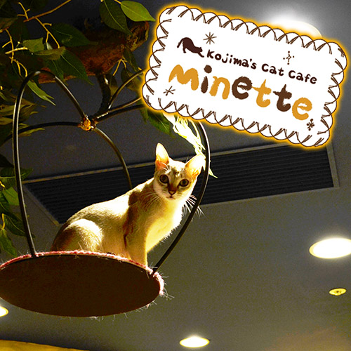 【横浜本牧いやしの猫カフェ・ミネット】第１回　シンガプーラの「プーラちゃん」をご紹介♪