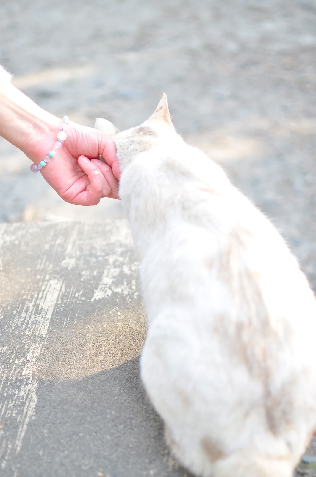 関西 哲学の道に猫カフェ はんなり京都旅でおすすめの猫スポット 猫の総合情報サイト ペットスマイルニュースforネコちゃん