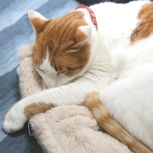 寝てる時や起きてる時に猫の背中がピクピク痙攣する本当の理由！