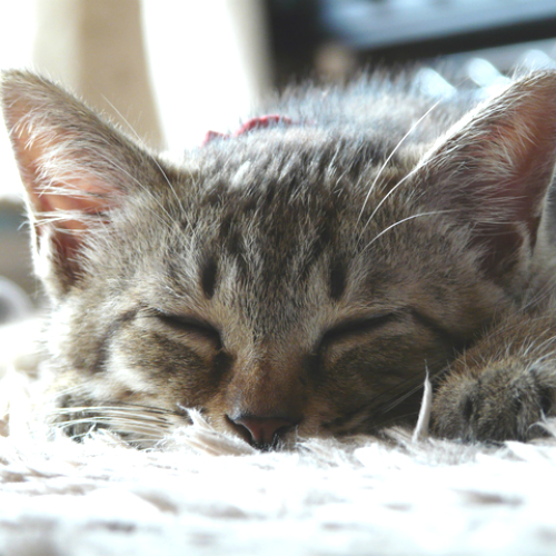 よく寝る猫。寝姿でわかる猫の病気とは？