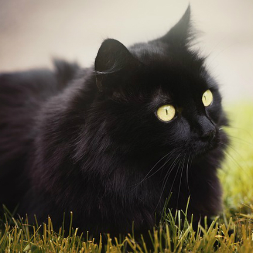 【今日は何の日？】１１月１７日はイタリア「黒猫の日」！「黒猫＝不吉」の悪習慣から黒猫を守ろう！