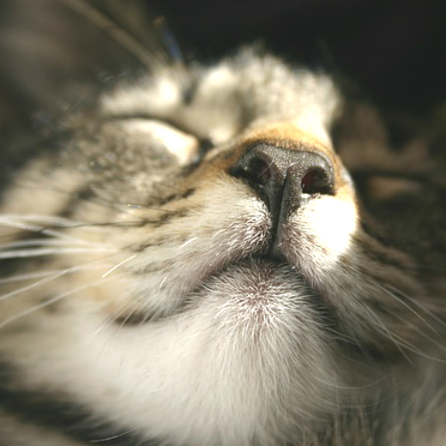 猫のくしゃみや鼻水の原因は？症状別で分かる病気のサイン