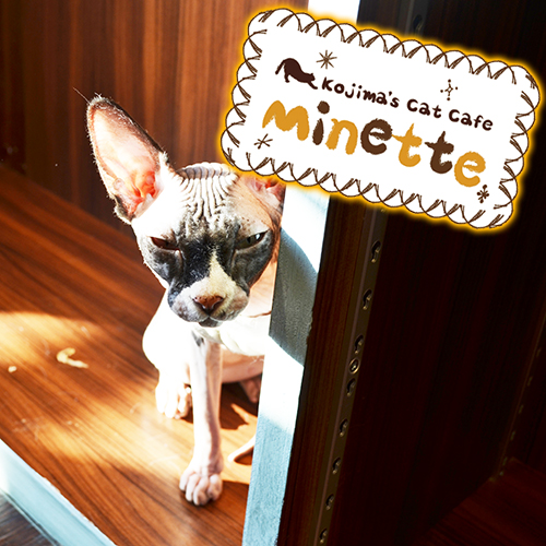 【横浜本牧いやしの猫カフェ・ミネット】第２回　スフィンクスの「ベルちゃん」をご紹介♪
