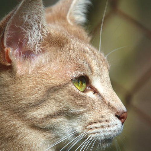 これってハゲ？猫の目の上から耳にかけての毛が薄い理由を大解説！