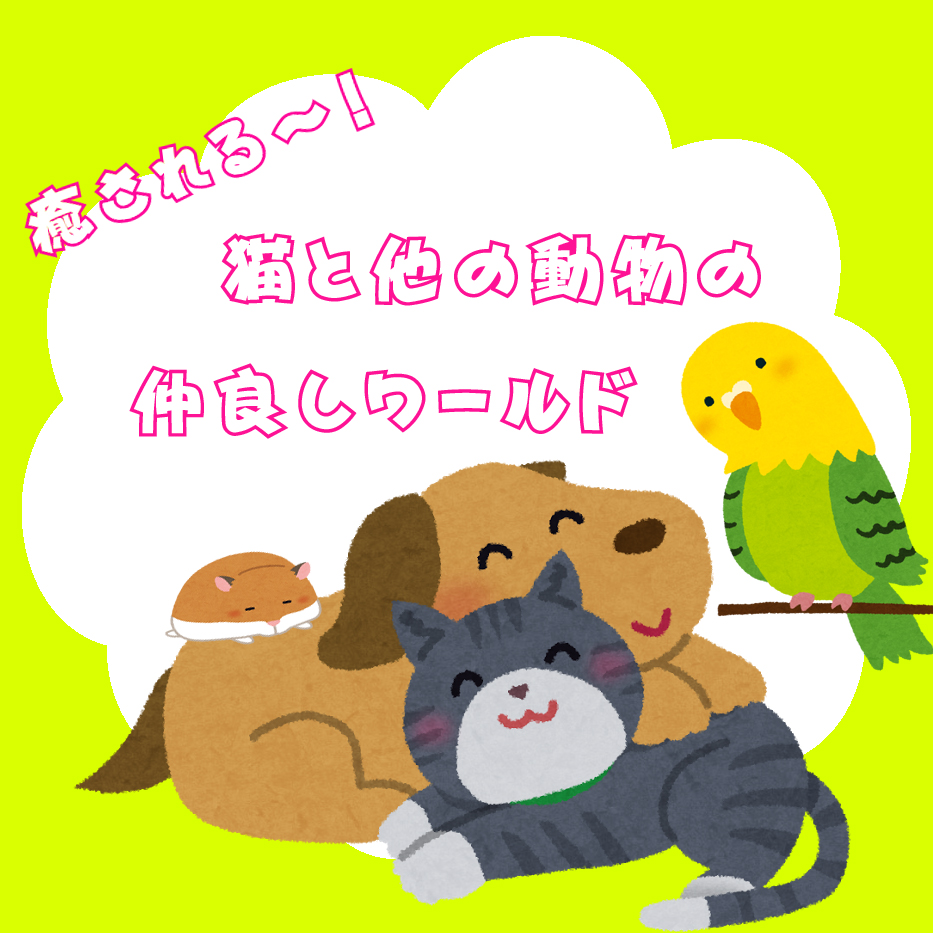 癒される～！猫と他の動物の仲良しワールドは素晴らしい！