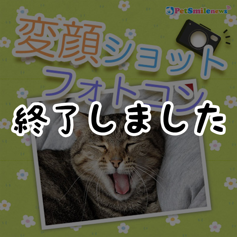 【応募終了】ペットスマイル愛猫のおもしろ変顔フォトコンテスト★