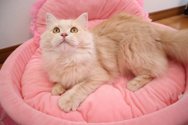 ベッドにいるラガマフィン