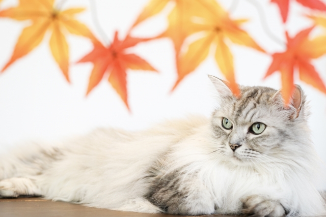 紅葉とラガマフィン