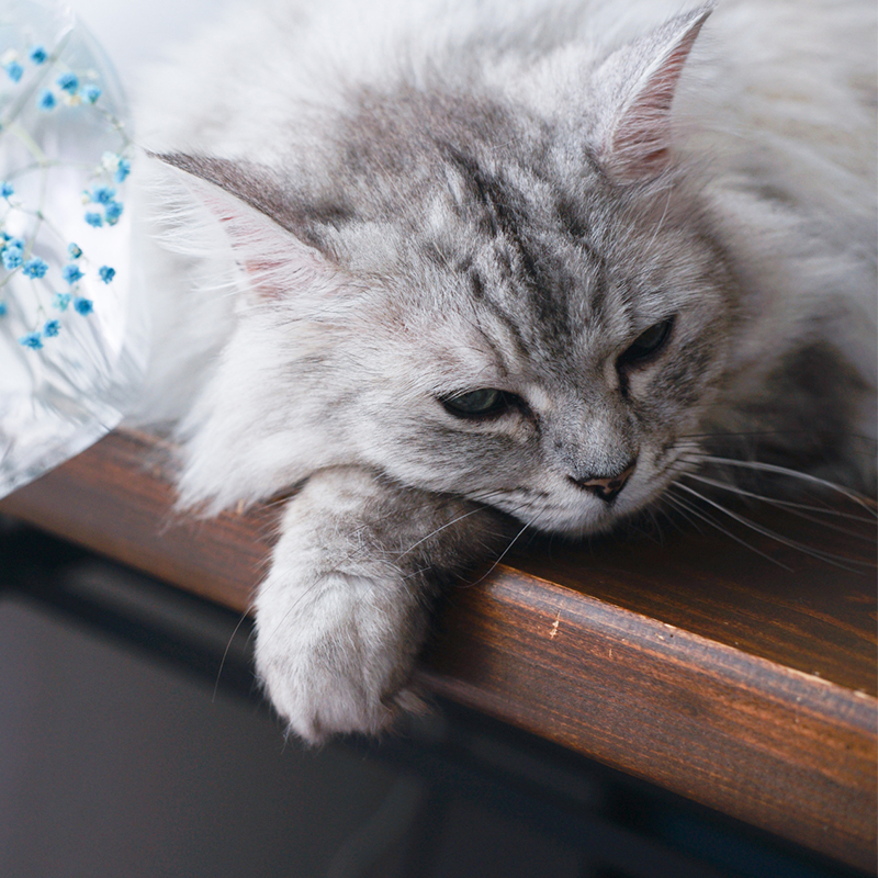 ラガマフィンの特徴や性格を解説！飼育の注意点や気になる病気は？