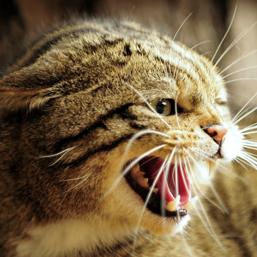 猫がシャーと威嚇！怒る原因・理由はなぜ？しつけできる？