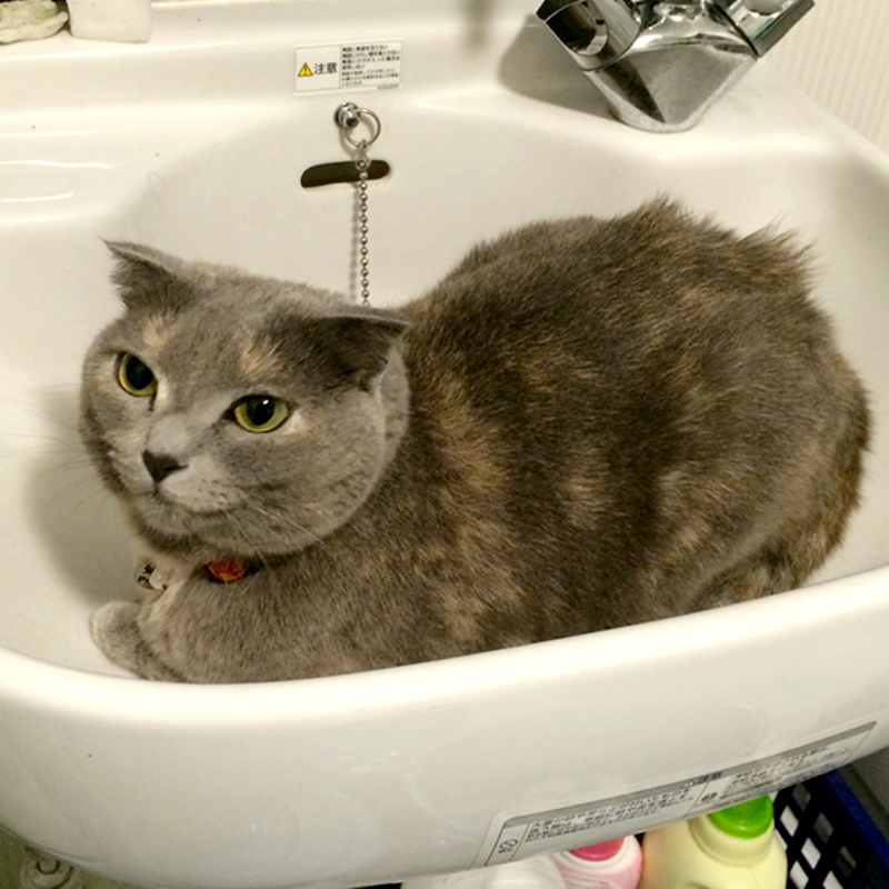 猫はお風呂が好き？嫌い？入れる時の注意点が知りたい！