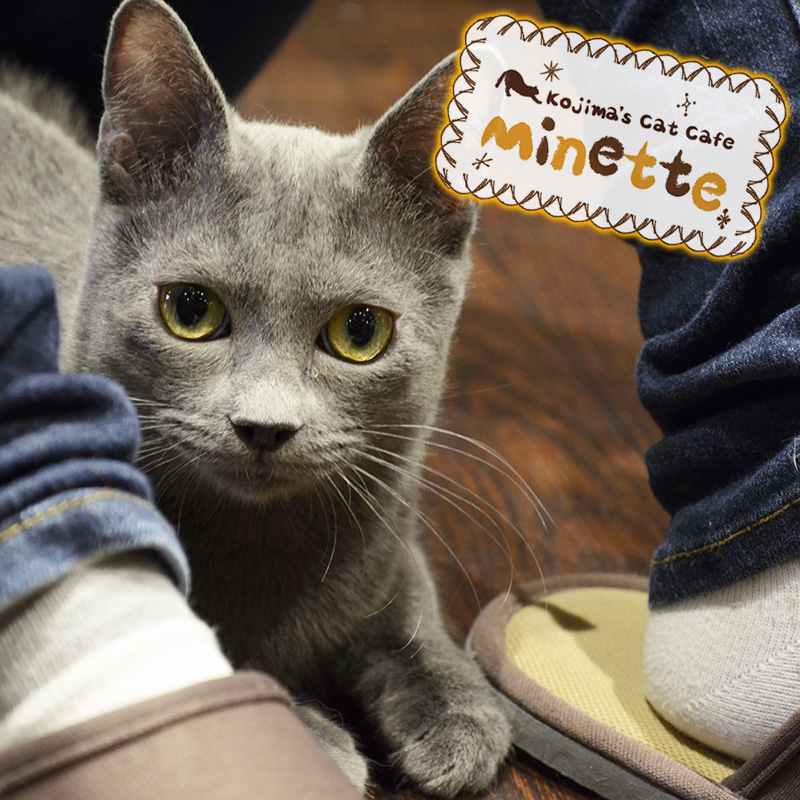 【横浜本牧いやしの猫カフェ・ミネット】第５回　シャルトリューの「ミネットちゃん」をご紹介♪