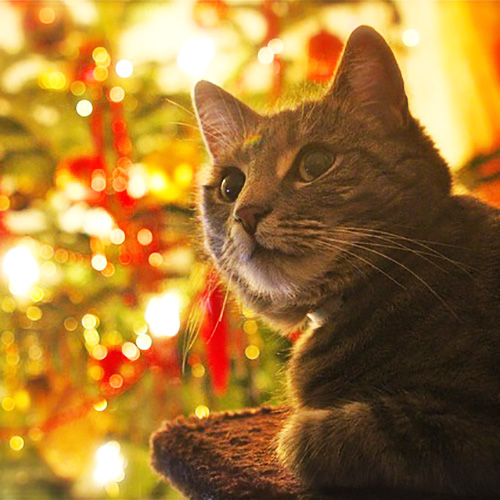 猫にクリスマスツリーを倒されない方法