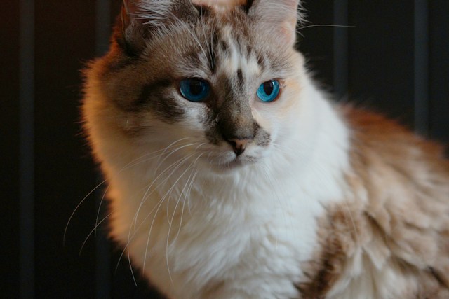 目の青い猫
