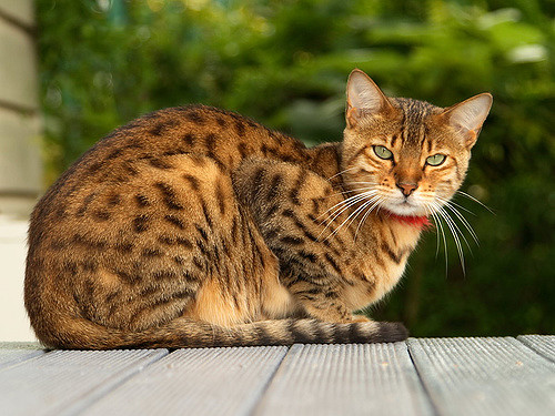 オシキャット