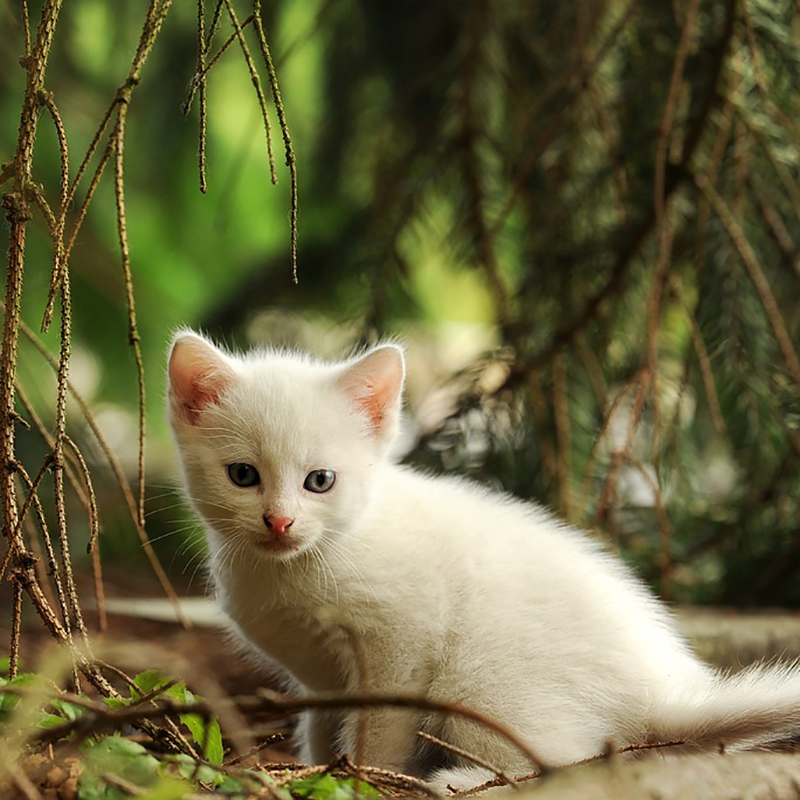 猫で表現される粋な俳句8選！猫が季語に登場するって知ってた？