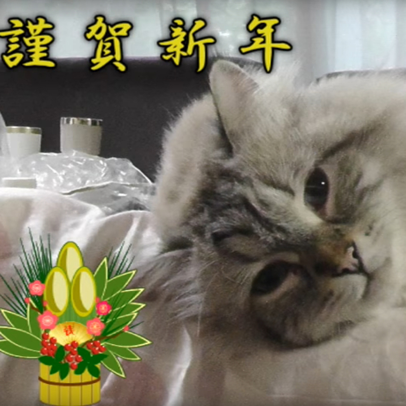 最新動画も公開！プーチン大統領から贈られたシベリア猫「ミール君」の動画まとめ