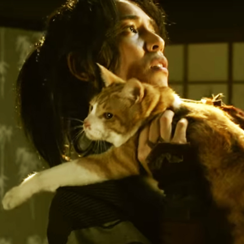 ドラマ『猫忍』で大活躍のタレント猫「金時君」とドラマの見どころをご紹介！