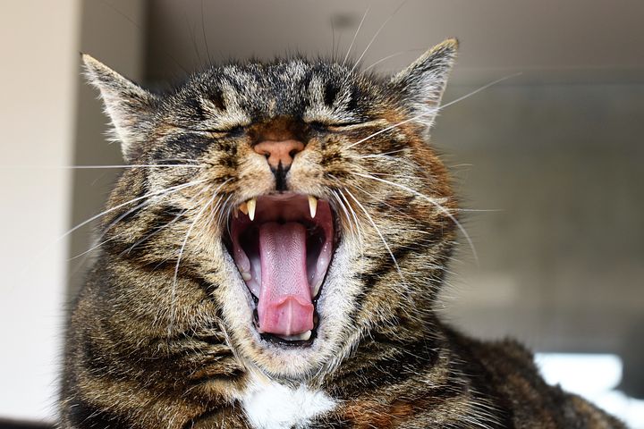 あくびをするキジトラ猫