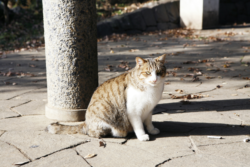 暖房選びは慎重に 猫は自分が焦げていても気づかない 猫の総合情報サイト ペットスマイルニュースforネコちゃん