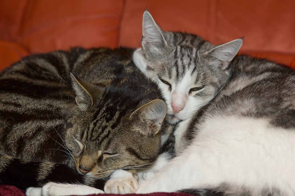 くっついて眠る二匹の猫