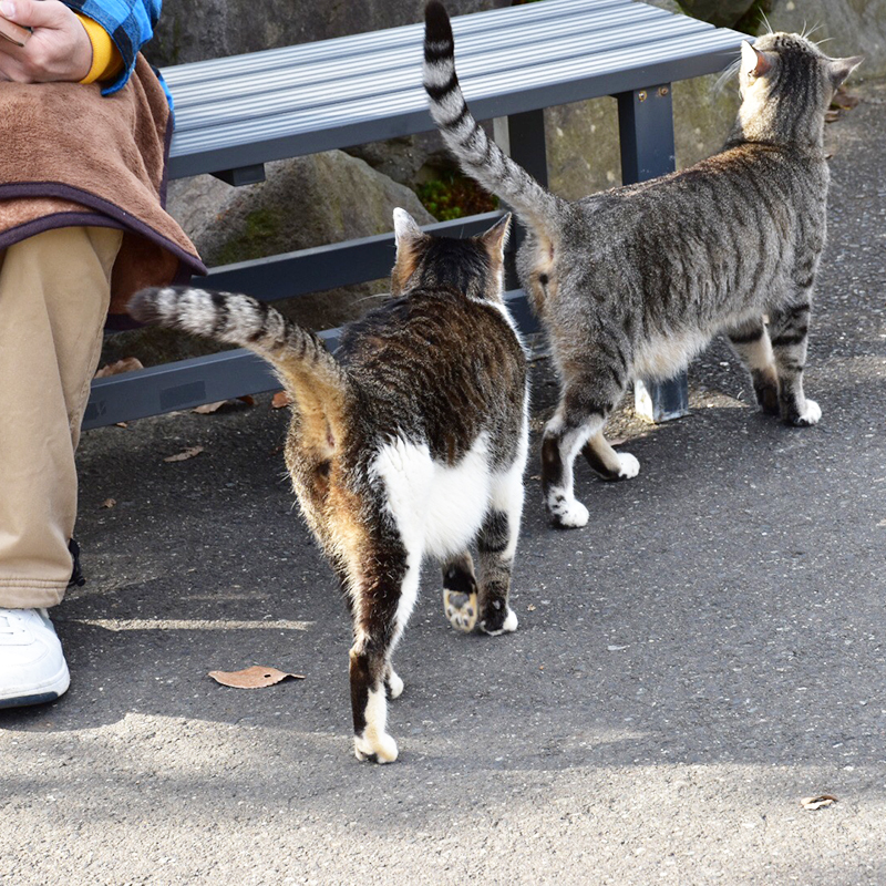 【レポ】猫！ネコ！ねこ！保護猫に優しい福井の猫寺「御誕生寺」へ行ってきた！