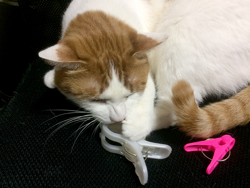 猫　洗濯バサミ　爪切り