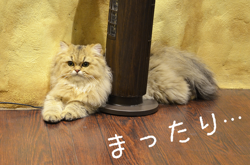 猫カフェミネット　ペルシャ　みかんちゃん