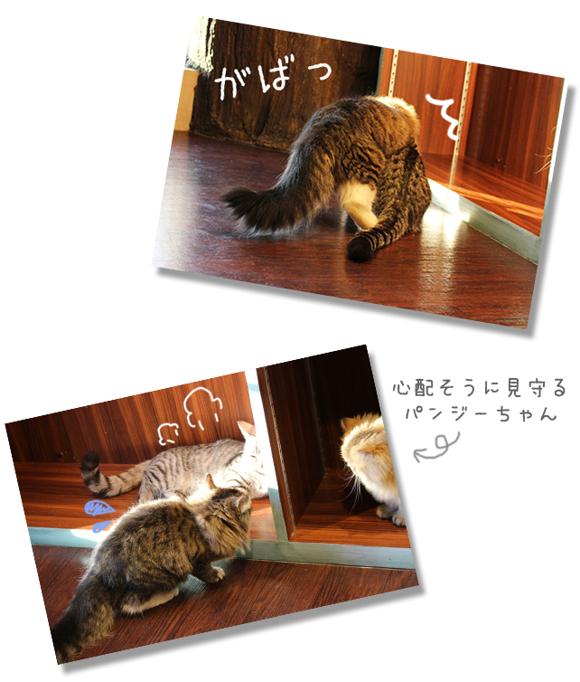 猫カフェミネット ノルウェージャンフォレストキャット