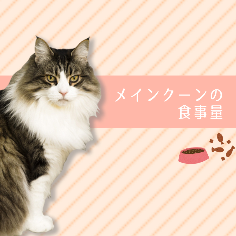 【メインクーンの食事量】子猫・成猫・老猫それぞれのおすすめの与え方は？