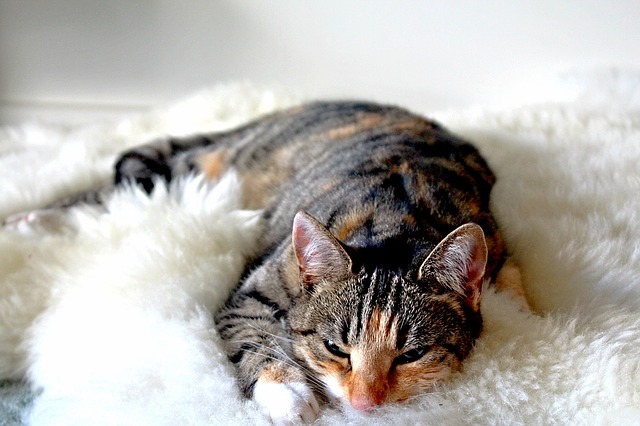 毛布の上で寝る猫