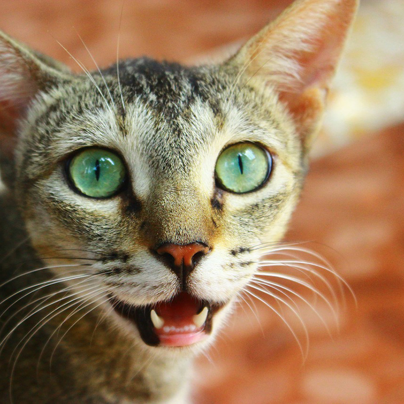猫の乳歯が生え変わる時期は？生え変わりの症状が知りたい！