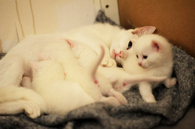 白い親子の猫