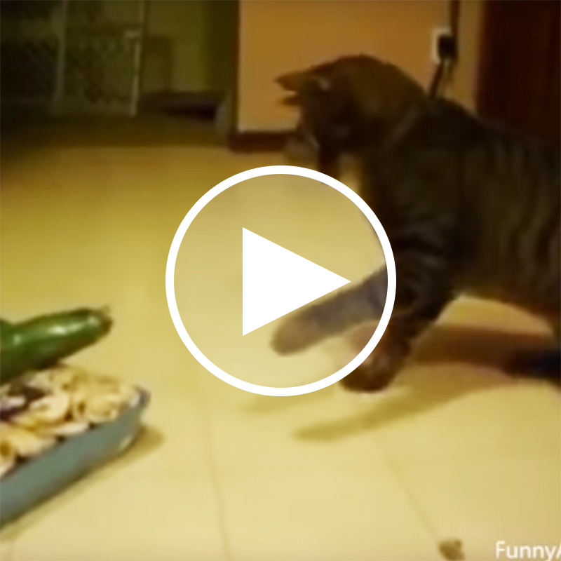 【驚愕動画】猫 VS キュウリ！！猫だって負けてばかりじゃない、宿敵との終わりなき戦い…