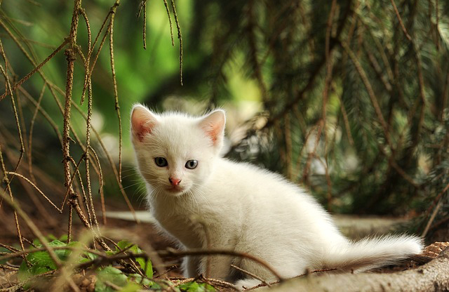 白い子猫