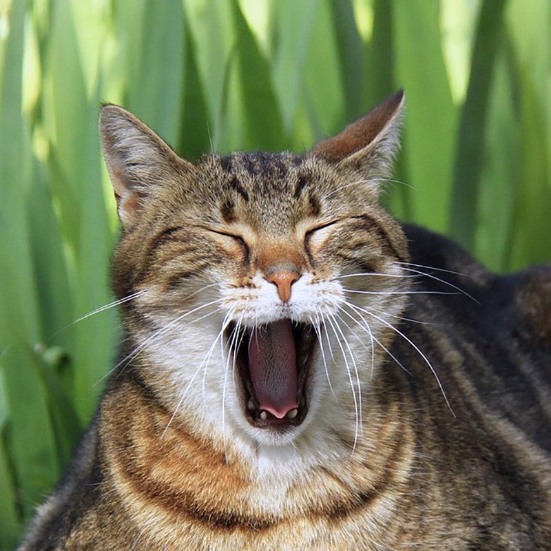 猫のあくびが表す６つの意味！眠いからだけじゃなかった！？