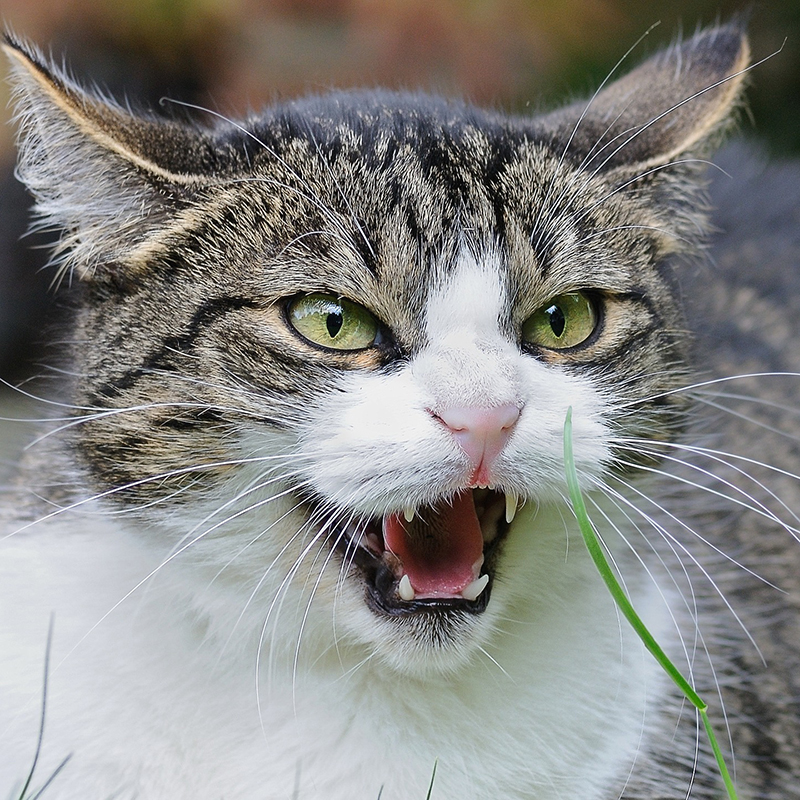 猫の威嚇には４つの原因がある！しつけはできる？対処法は？