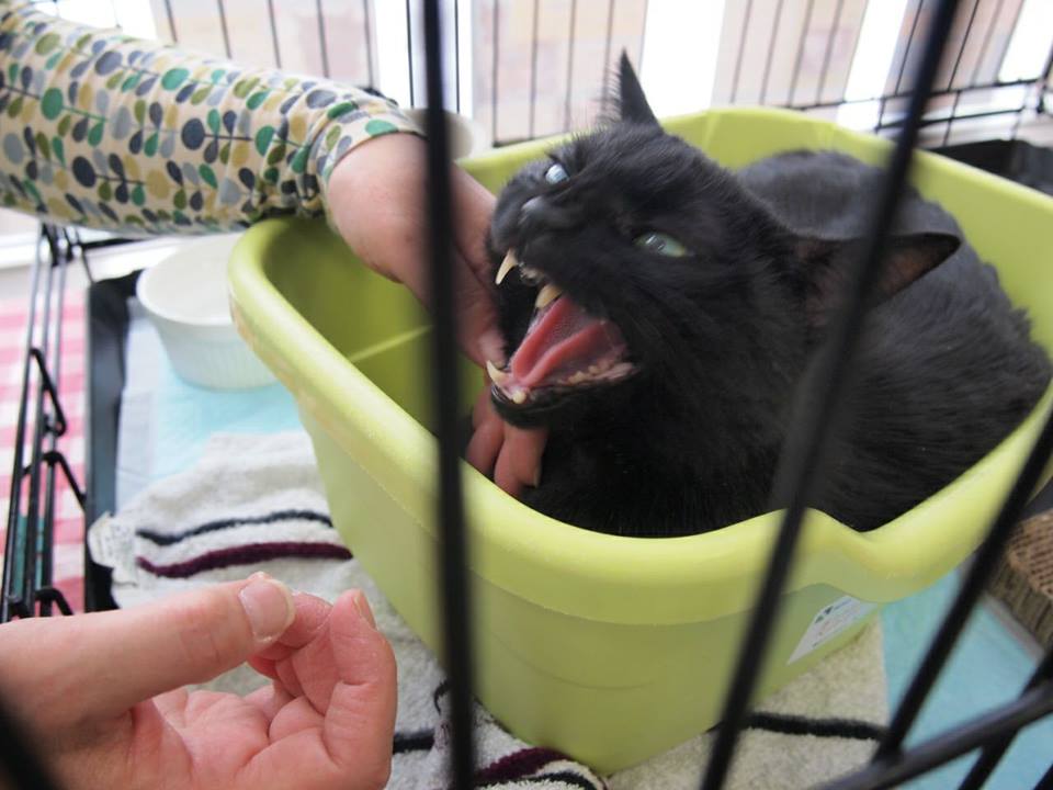 ケージの中であくびをする猫