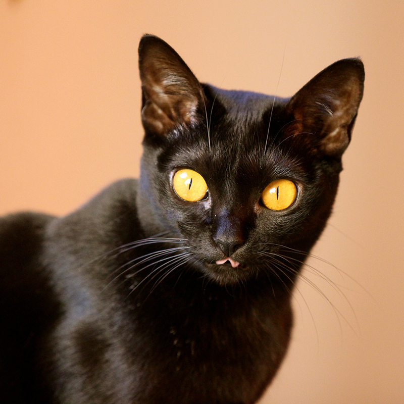 ボンベイってどんな猫？性格は？「小さな黒ヒョウ」と呼ばれる黒猫ボンベイの魅力をご紹介！