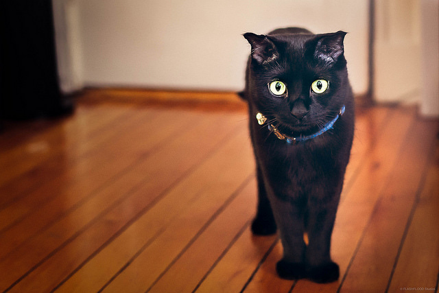 ボンベイ　黒猫