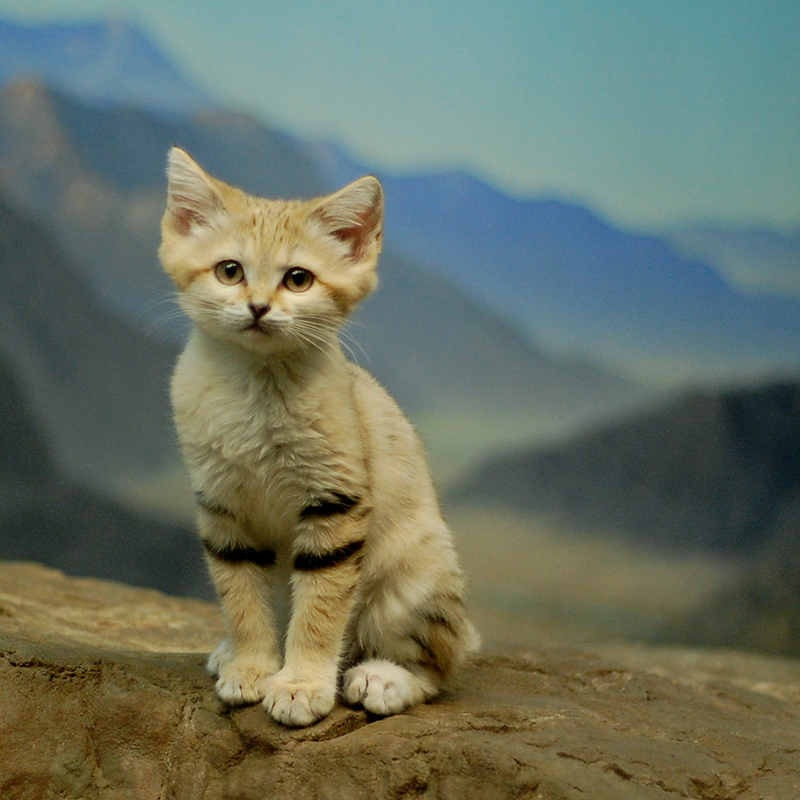 砂漠で生きる猫「スナネコ」がカワイイ！